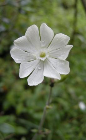 Silene alba